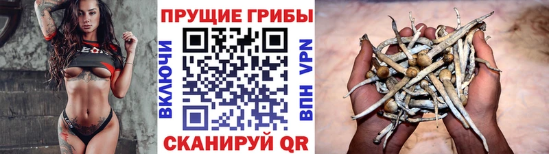 MEGA ссылка  Весьегонск  Галлюциногенные грибы Cubensis 
